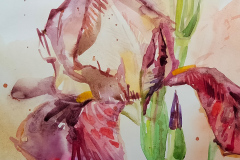 Iris