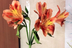 Alstroemeria