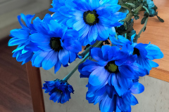 Chrysanthemum
